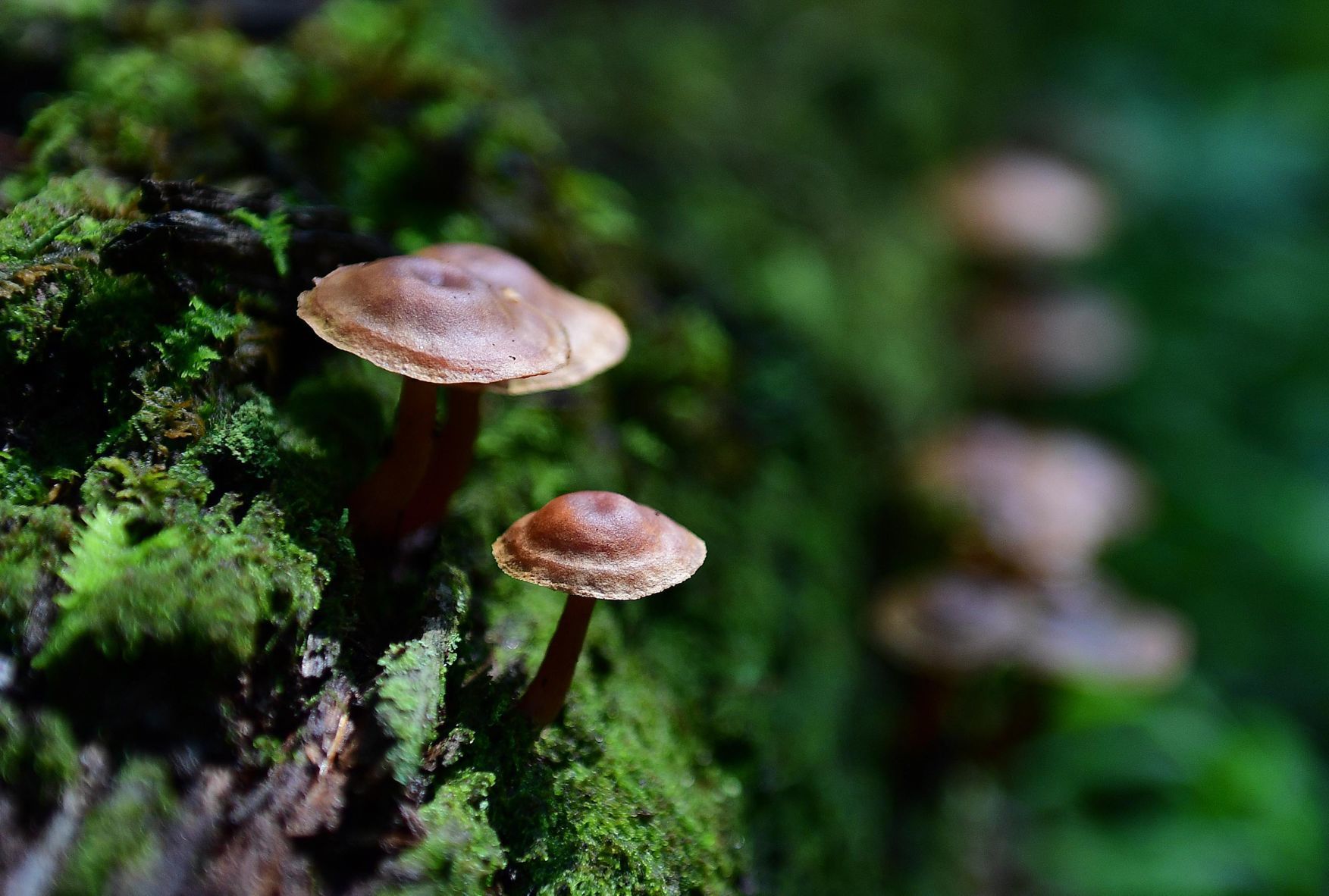 Pennsylvania Mushroom M.jpg